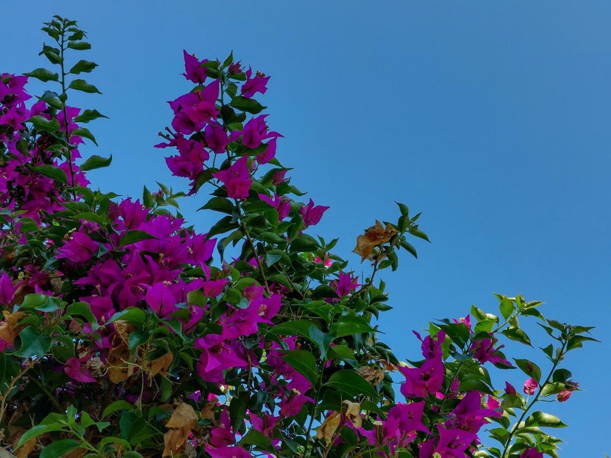 ホテル Africa Posada ピナマール エクステリア 写真